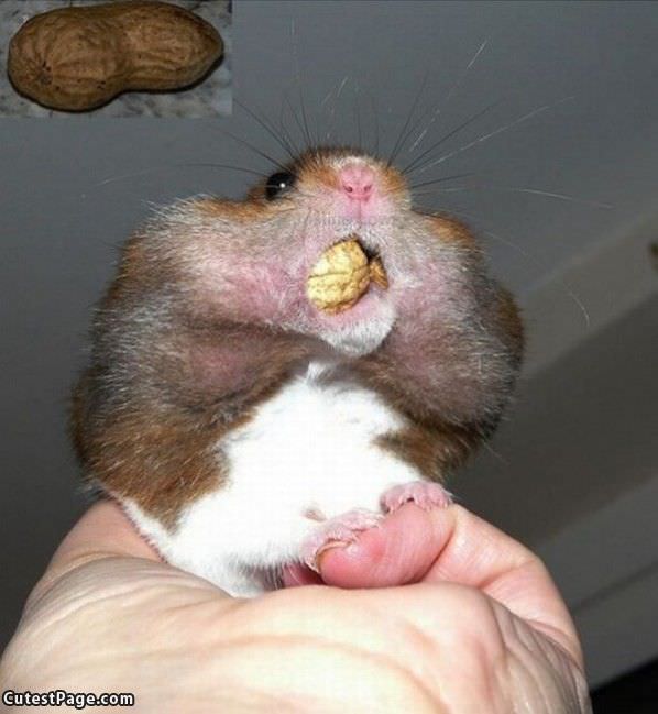 Hamster Snack Time