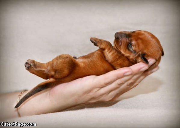 Hand Of Puppy