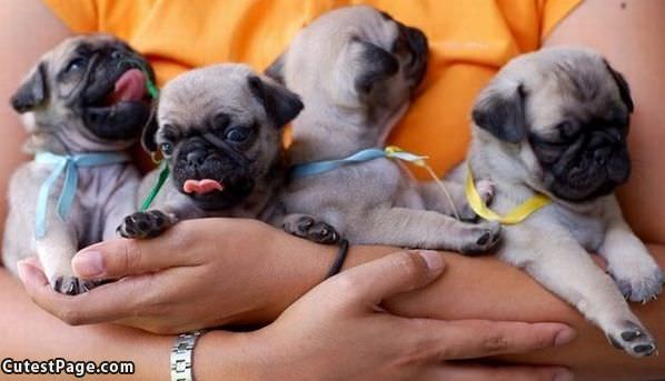 Handful Of Cute Puppies
