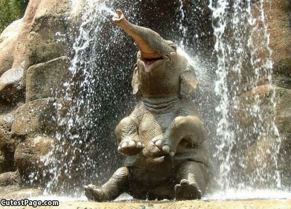 Happy Elephants