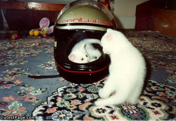 Helmet Cute Kitten