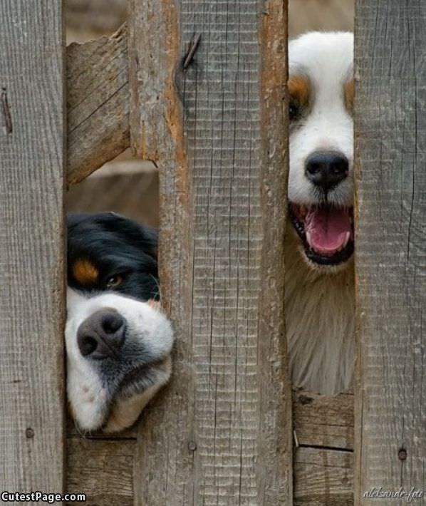 Hey Let Us Out