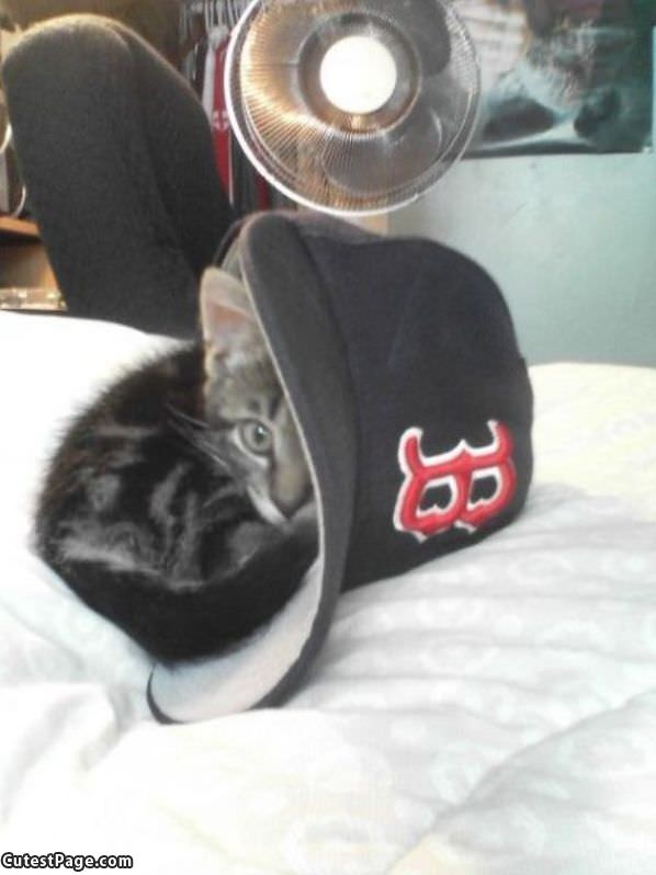 Hiding In A Hat