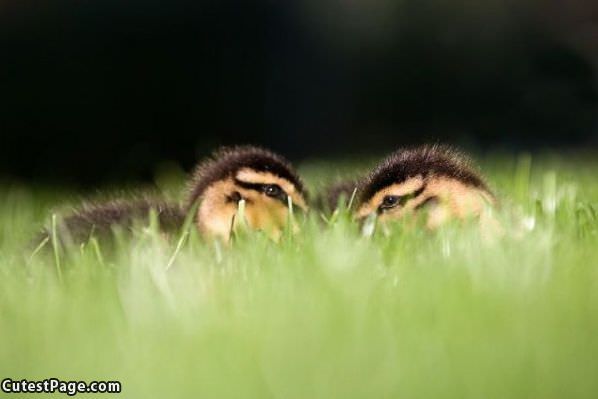 Hiding In The Grass