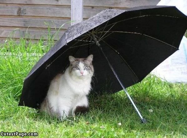 Hiding Under The Umbrella