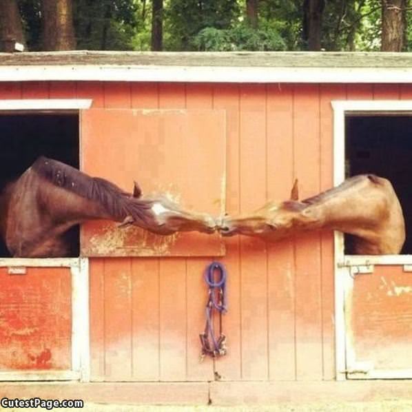 Horse Kisses
