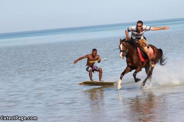 Horse Surfing