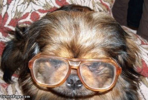 Huge Cute Dog Glasses