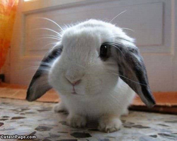 I Are Sad Cute Bunny