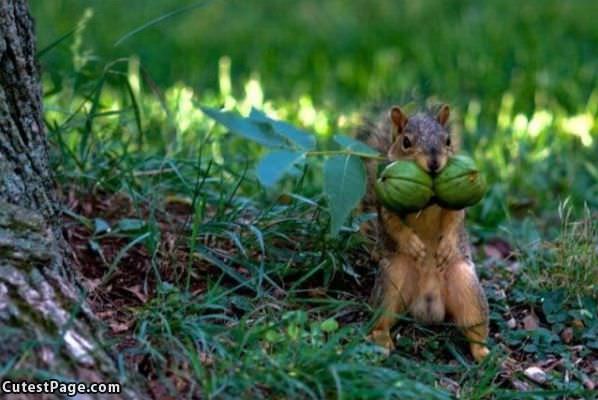 I Has Nuts