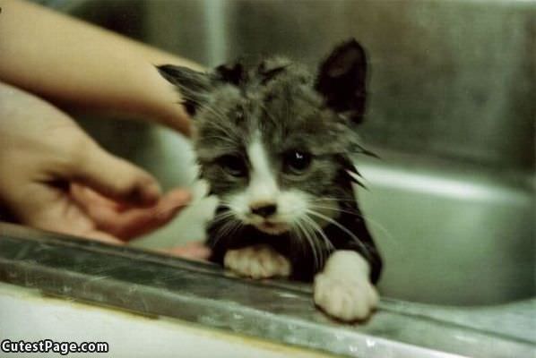 I Hates Bath Time Cat