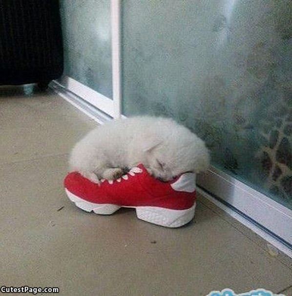 I Like This Shoe