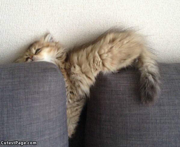 Ill Just Nap Right Here