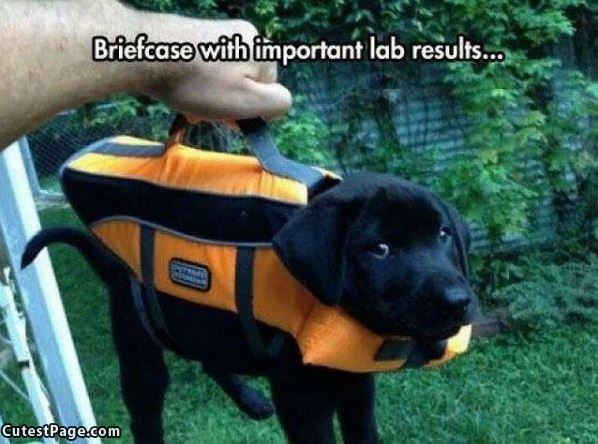 Important Lab Results