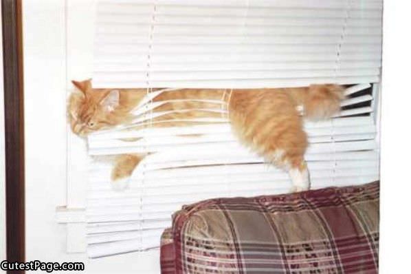 In The Blinds