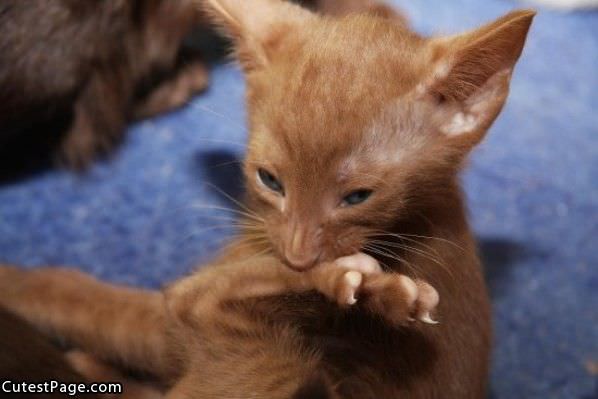Itchy Cute Kitten