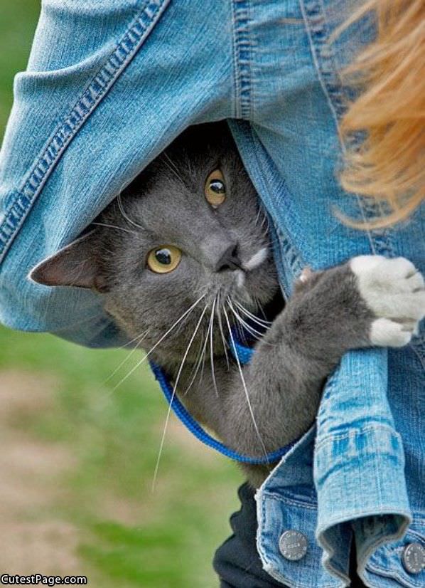 Jean Jacket Cat