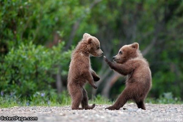 Karate Cute Bears