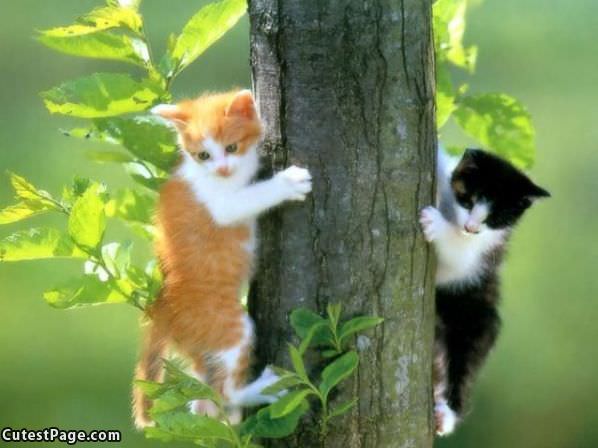 Kitten Climbers