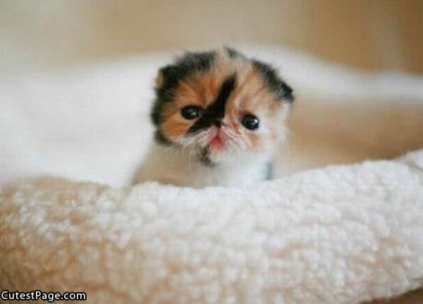 Kitten Face So Cute