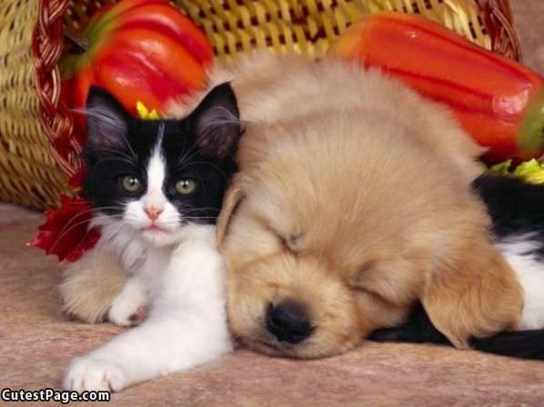 Kitten Has A Friend