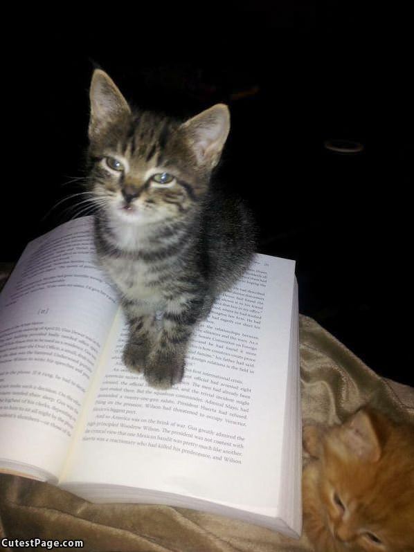 Kitten Readin