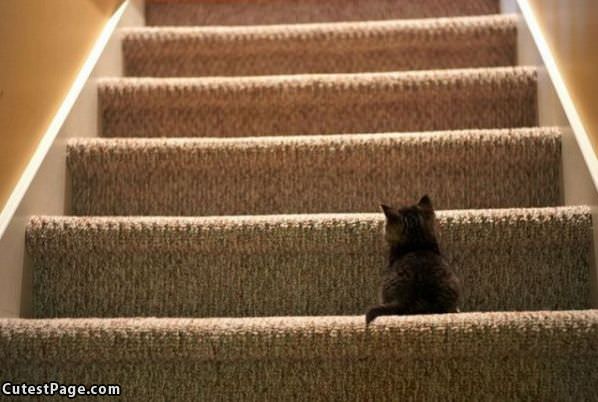Kitten Steps