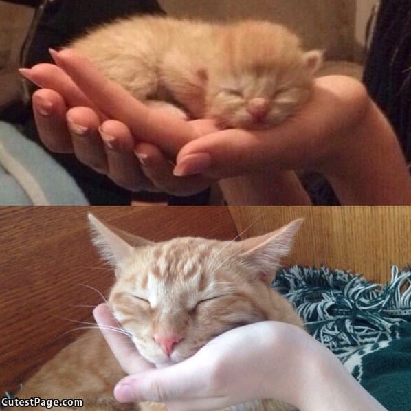 Kitten To Adult