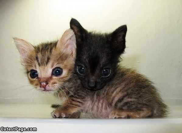 Kittens Being Kittens