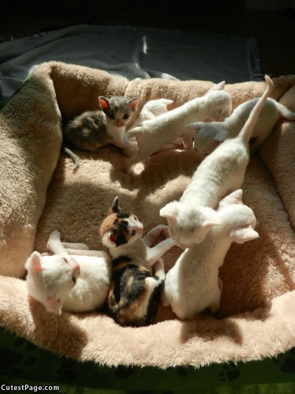 Kittens Full