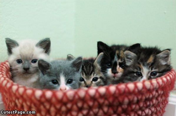 Kittens Hiding