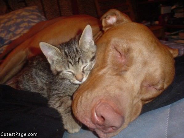 Kitty And Dog Asleep