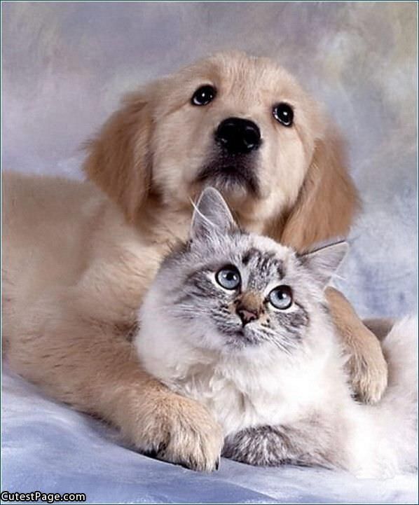 Kitty And Dog Pose