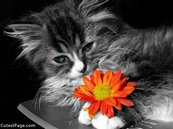 Kitty And Flower