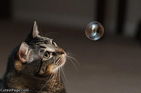 Kitty Bubble