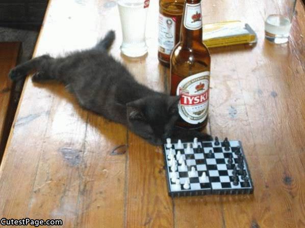 Kitty Chess