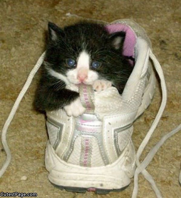 Kitty Has A Sneaker