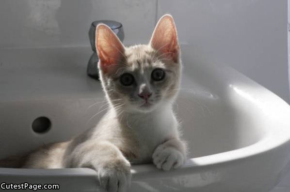 Kitty In A Sink