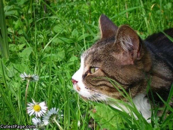Kitty In The Grass