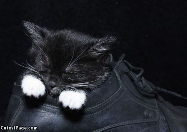 Kitty With A Shoe