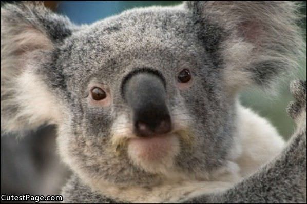 Koala Cute Bear