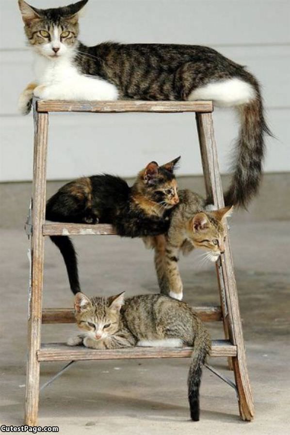 Ladder Full Of Cats