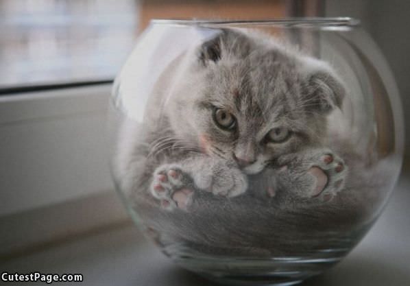 Large Bowl Of Cat Please