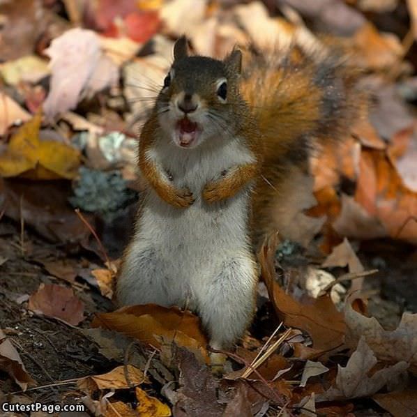 Laughing Squirrel