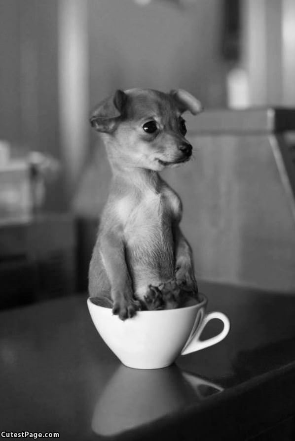 Little Tea Cup