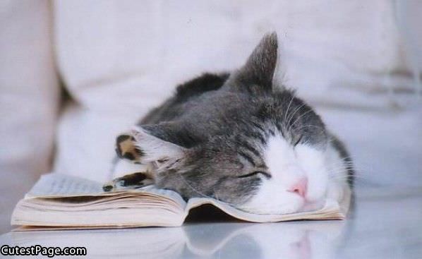Long Book Cat
