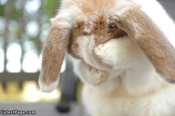Make Bunny Sad