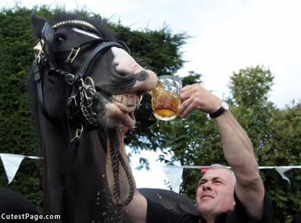 Mmm Delicious Horse Beer