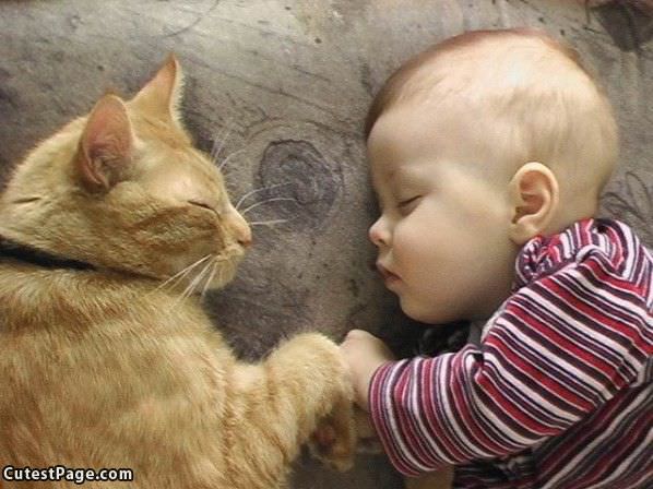 Nap With Kitty