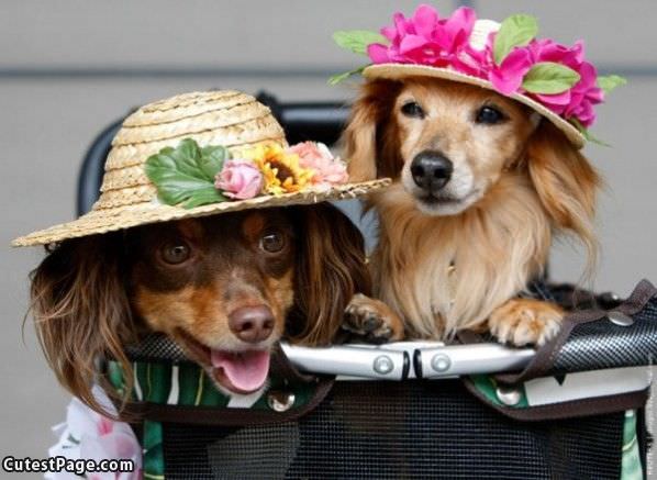 Nice Hats Cute Dogs